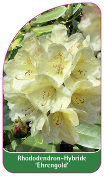 Rhododendron-Hybride 'Ehrengold'