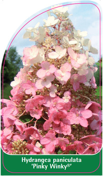 Hydrangea paniculata 'Pinky Winky'