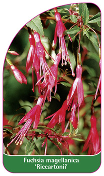 Fuchsie megllanica 'Riccartonii'