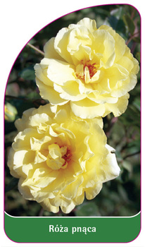Pnoucí růže č. 325