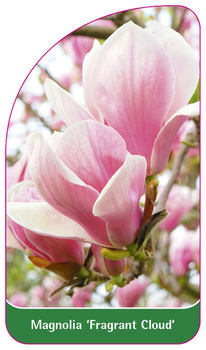 Magnolie 'Duftende Wolke'