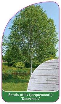 Betula utilis (jaquemontii) 'Doorenbos'