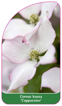 Cornus Kousa 'Cappuccino'