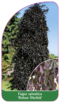 Fagus sylvatica 'Rohan Obelisk'