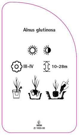 Alnus glutinosa