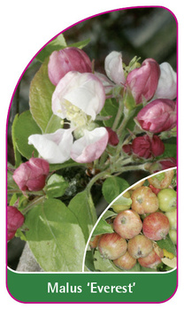 Malus 'Everest'