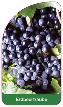 Erdbeertraube