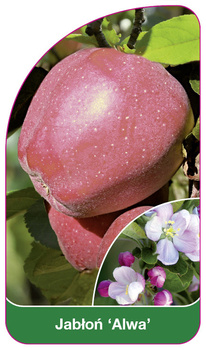 Jabłoń 'Alwa'