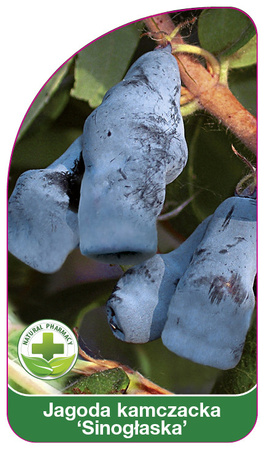 Boabe de caprifoi albastru