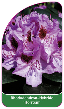 Rhododendron-Hybride 'Holstein'