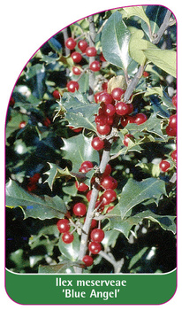 Ilex meserveae 'Blue Angel'