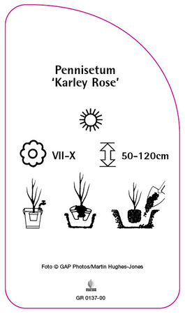 Pennisetum 'Karley Rose'