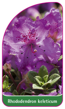 Rhododendron keleticum