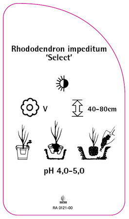 Rhododendron impeditum 'Select'