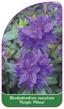 Rhododendron russatum 'Purple Pillow'