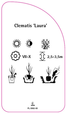 Clematis 'Laura'