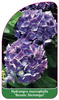 Hydrangea macrophylla 'Renate Steininger'
