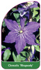 Clematis 'Rhapsody'