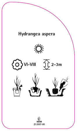 Hydrangea aspera