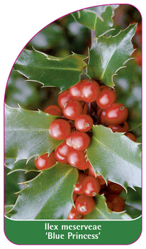 Ilex meserveae 'Blue Princess'