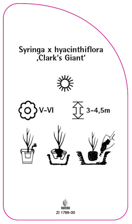 Syringa x hyacinthiflora ,Clark's Giant'