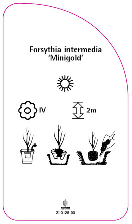Forsythia intermedia 'Minigold'