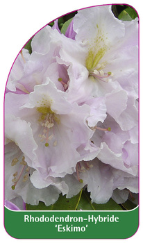 Rhododendron-Hybride 'Eskimo'