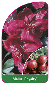 Malus 'Royalty'