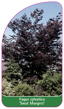 Fagus sylvatica 'Swat Margret'