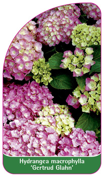 Hydrangea macrophylla 'Gertrud Glahn'