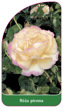 Róza pienna Nr. 72