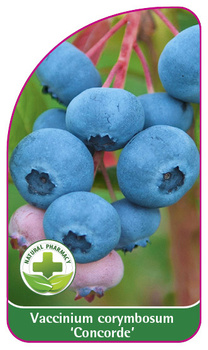 Vaccinium corymbosum 'Concorde'