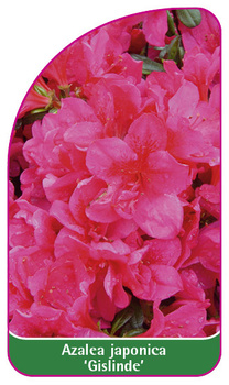Azalea japonica 'Gislinde'