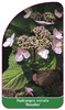 Hydrangea serrata 'Rosalba'