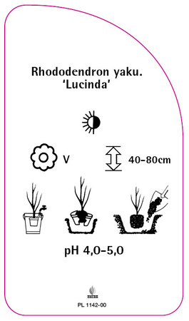 Rhododendron yakuschimanum 'Lucinda'