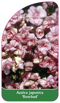 Azalea japonica 'Rosebud'