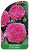 Róza parkowa 'Louise Odier' Nr. 528
