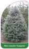 Abies concolor 'Compacta'