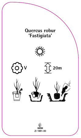 Quercus robur 'Fastigiata'