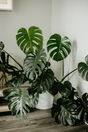 Monstera substrat 8L Westland