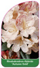 Rhododendron-Hybride 'Autumn Gold'