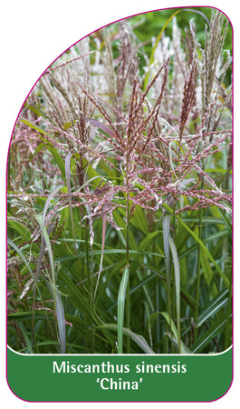 Miscanthus sinensis 'China'