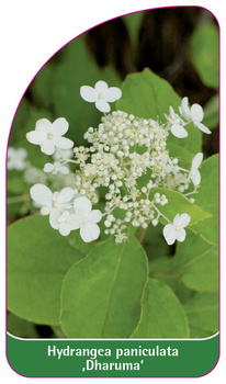 Hydrangea paniculata 'Dharuma'