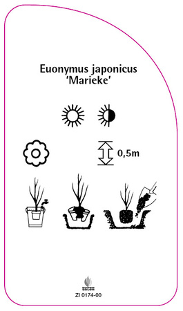 Euonymus japonicus 'Marieke