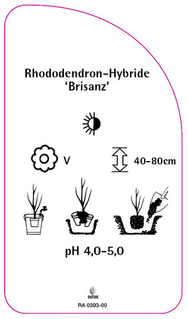 Rhododendron-Hybride 'Brisanz'
