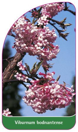 Viburnum bodnantense