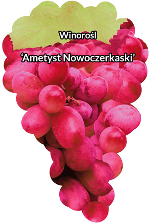 Winorośl Ametyst Nowoczerkasski