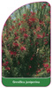 Grevillea juniperina