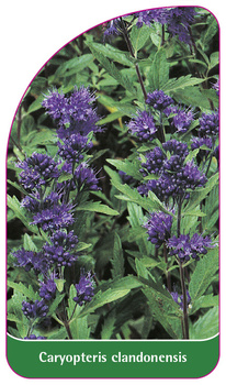 Caryopteris clandonensis