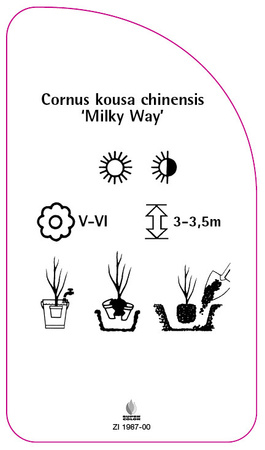 Cornus kousa chinensis 'Milky Way'